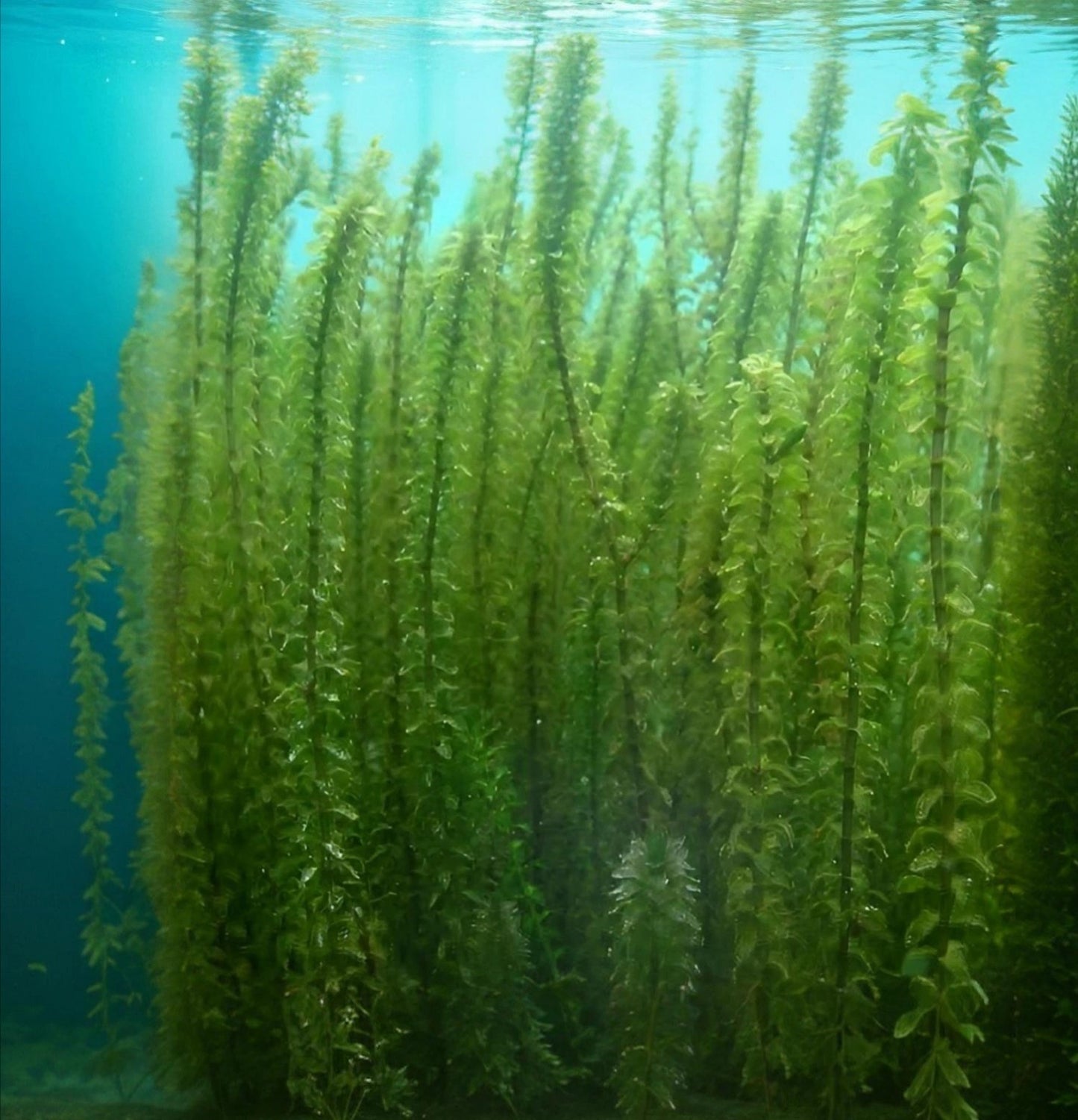 Orca plant green ref hydrilla 60cm